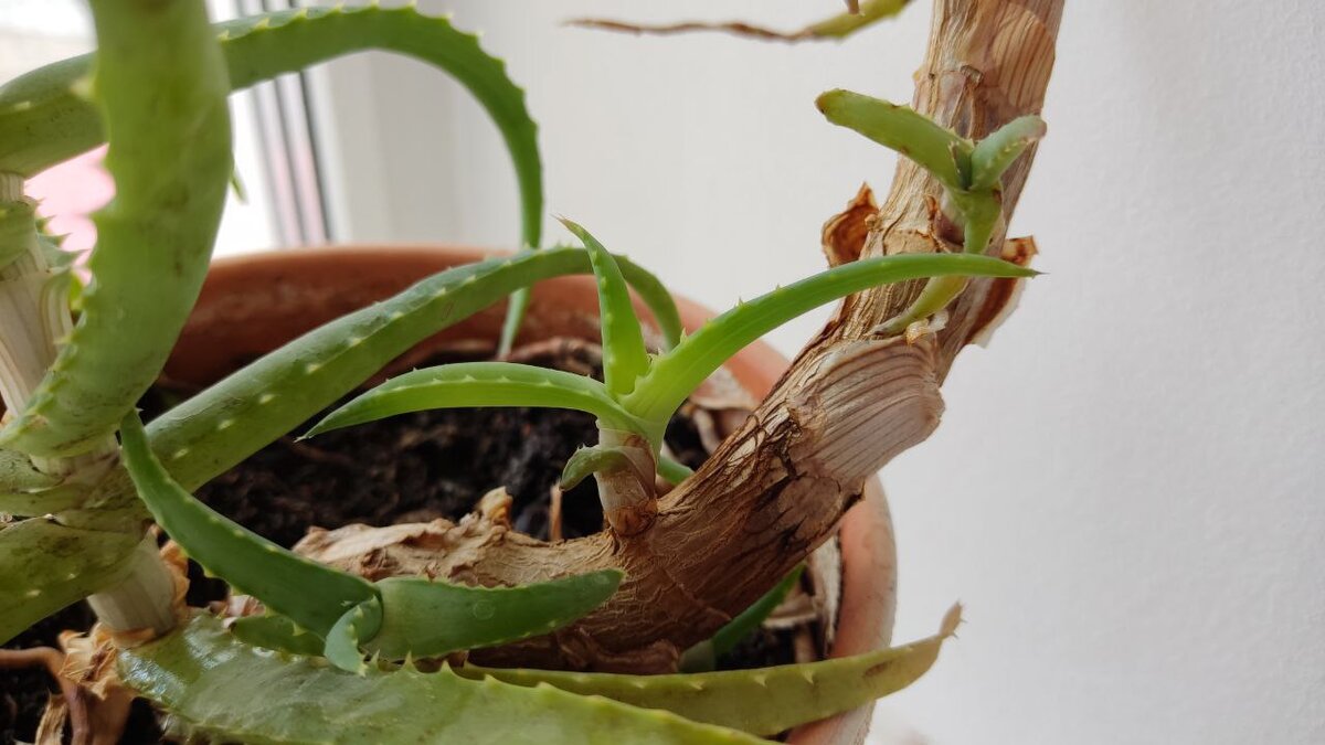 Маленькие детки, выходят прямо на стволе основного растения