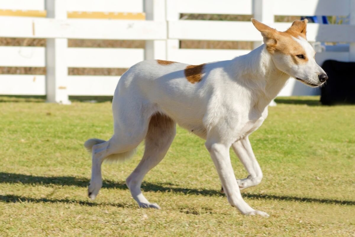 Ханаанская собака