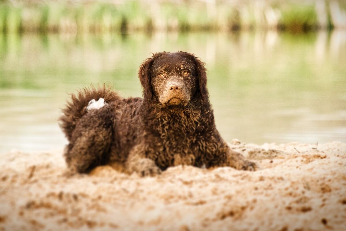 Курчавошёрстный ретривер