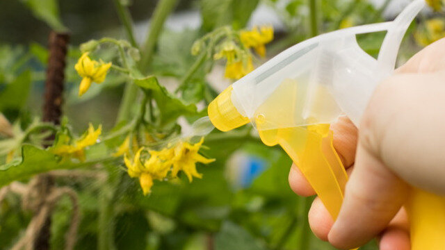 Сегодня расскажу вам, чем я опрыскиваю кустики помидоров для получения невероятного урожая.
