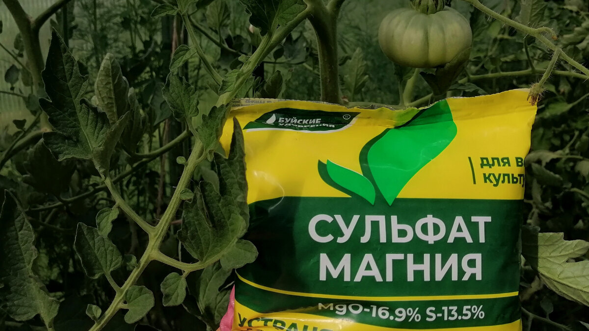 Если на улице стоит жаркая погода, кустики томатов, испытывающие дефицит влаги, останавливаются в развитии. 