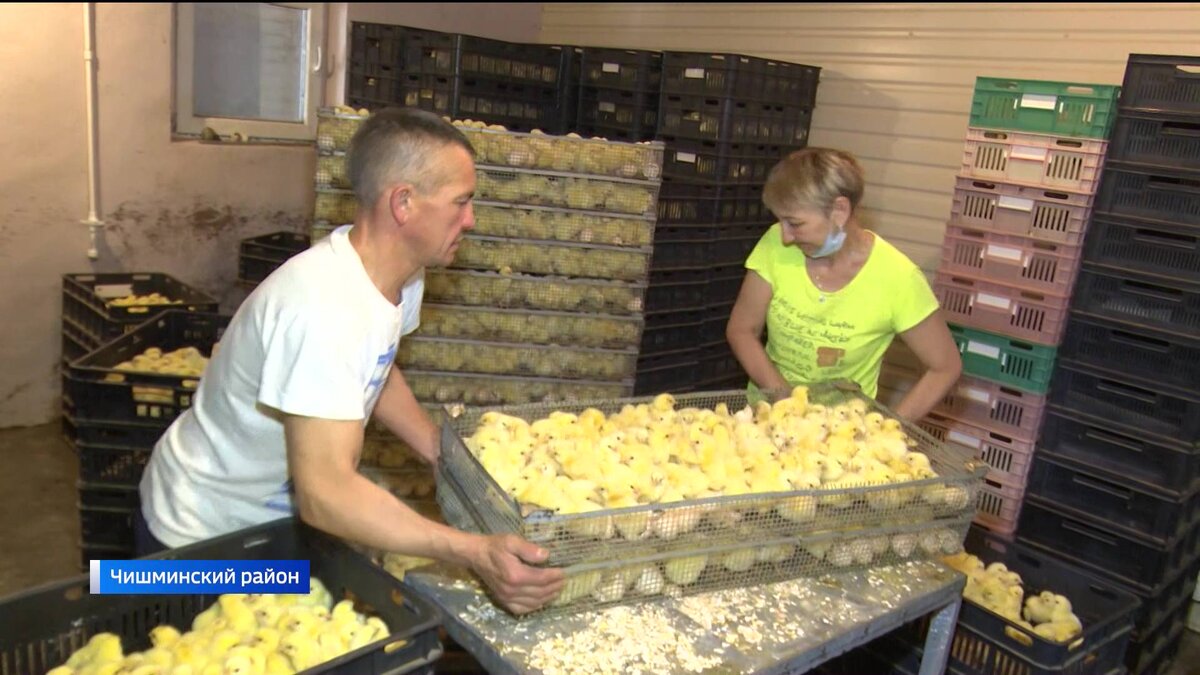    В Башкирии запустят республиканскую программу развития птицеводства - сюжет "Вестей"