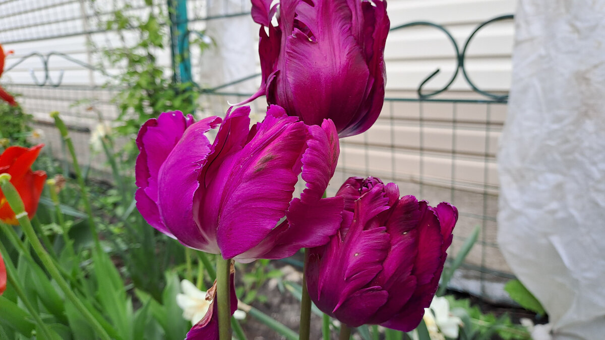 Очень красиво смотрятся тюльпаны в букетной посадке, и, конечно, пример одного из варианта комбинаций высадить одновременно луковицы разных сортов, тоже будет смотреться очень красочно.