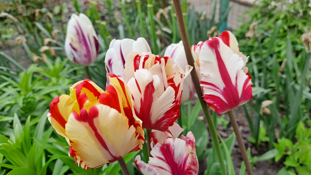 Чтобы продлить цветение тюльпанов, лучше высаживать эти растения с разным сроком цветения, тогда ваш участок будет долго оставаться в весенний период времени ярким!
