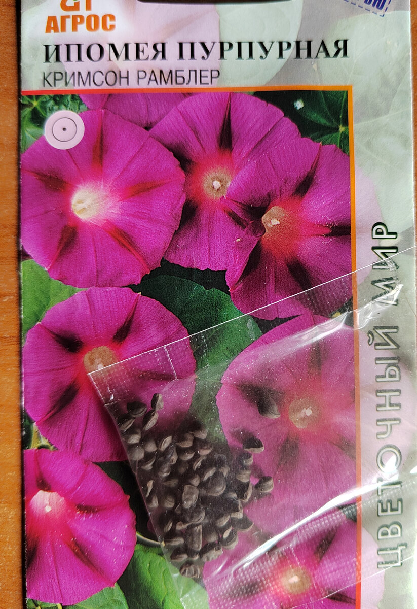 Семена ипомеи пурпурной. Фото автора