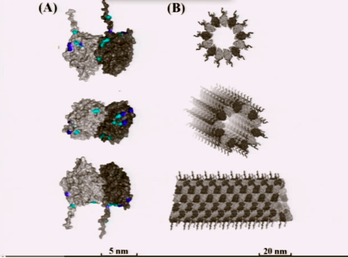 Тубулин (свободный источник)