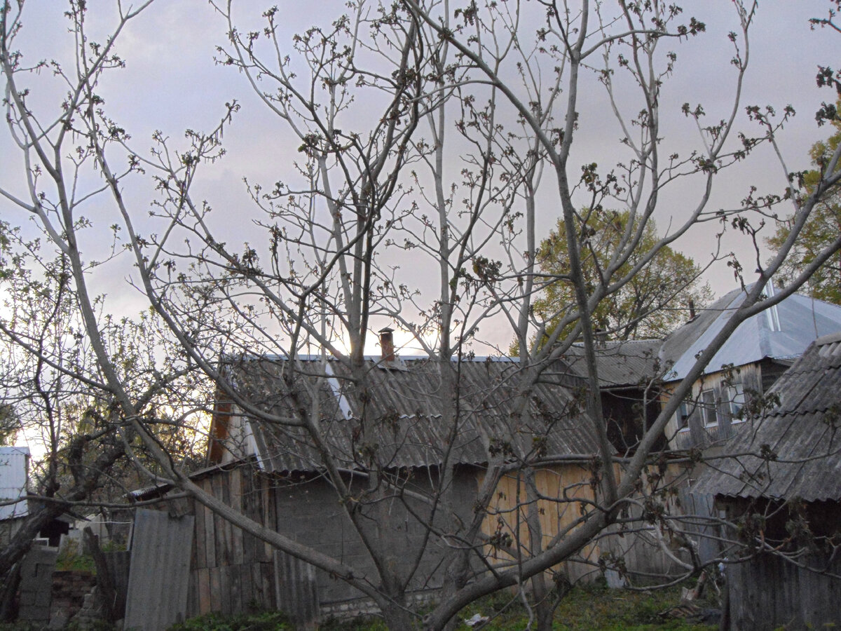 ("Побитый" сердцевидный)