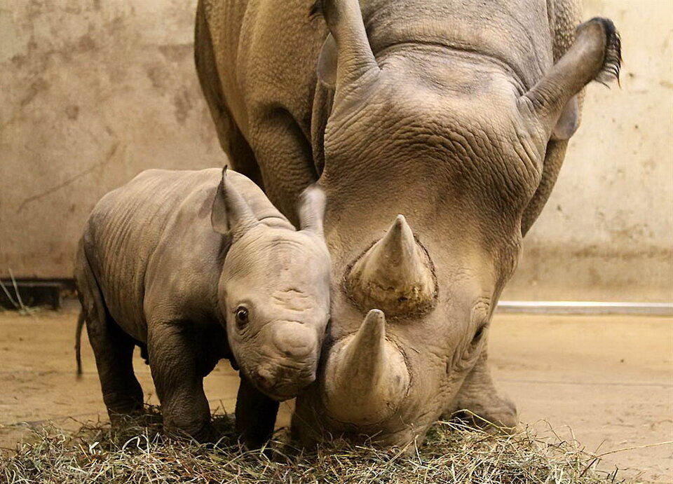У носорогов слабое зрение, но это компенсируется тонким обонянием и 100%-ным слухом