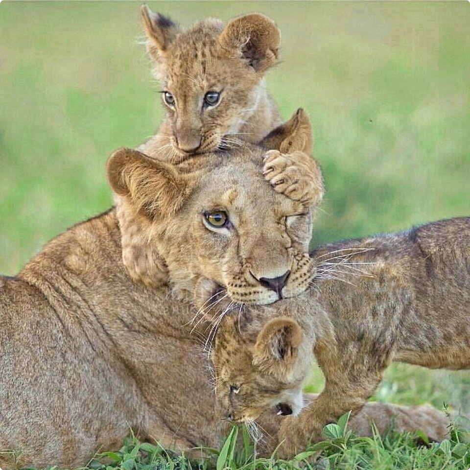 Львята, как и все детишки постоянно просят есть и требуют внимания