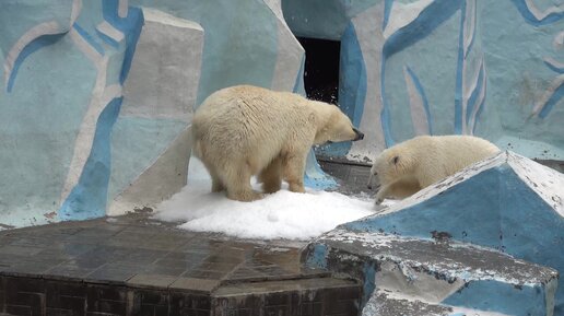 Снег и вода, что может быть лучше для белых медведей. 10.05.2024