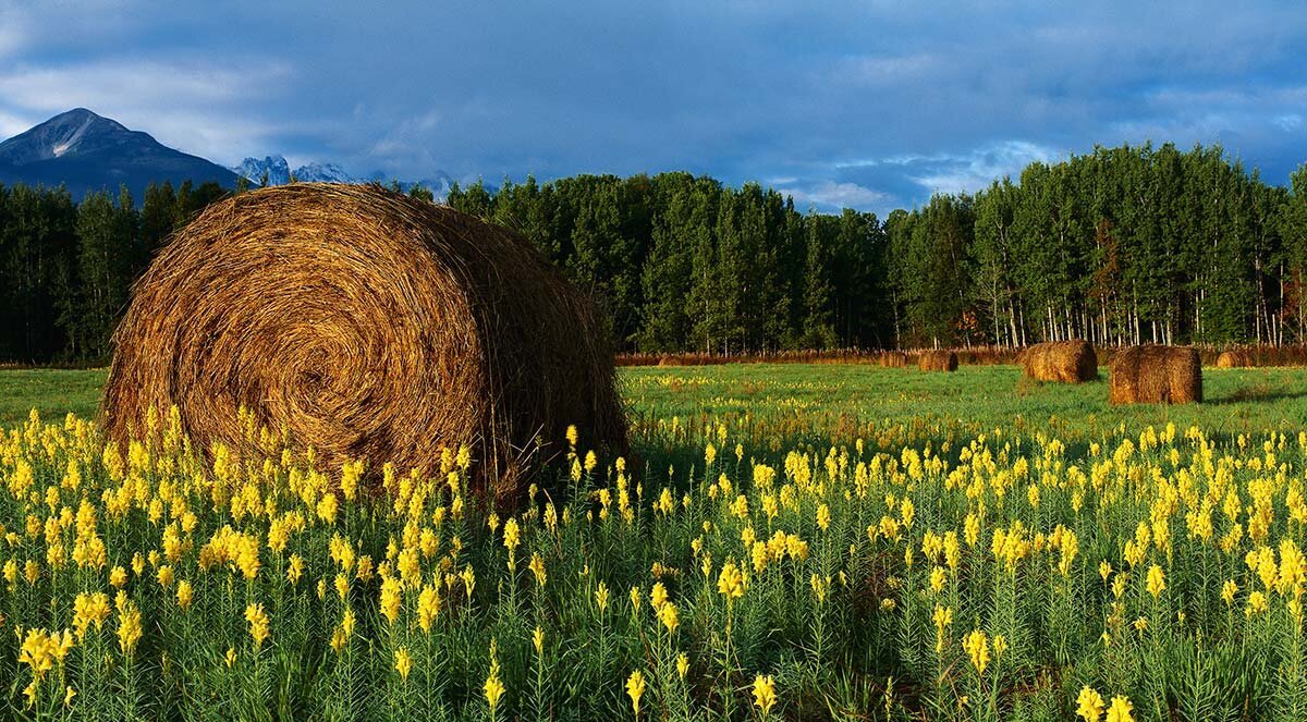 Как законно забрать себе заброшенный участок в СНТ. Пошаговая инструкция 