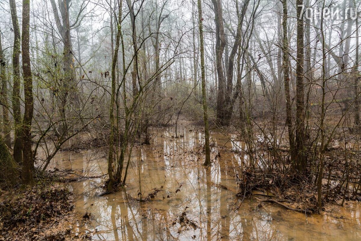    К чему снится болото 123RF/legion-media.ru