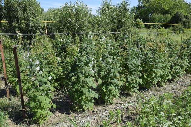 плюсы выращивания смородины и крыжовника на шпалерах