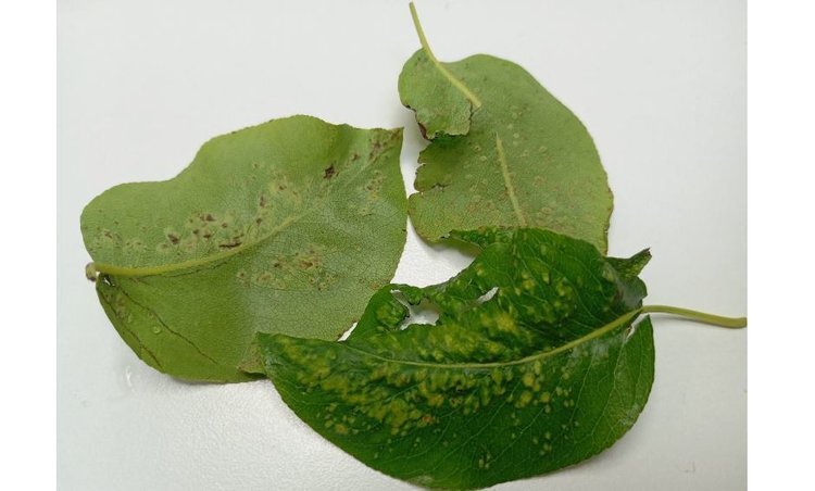    Галловый клещ на груше – чем обработать