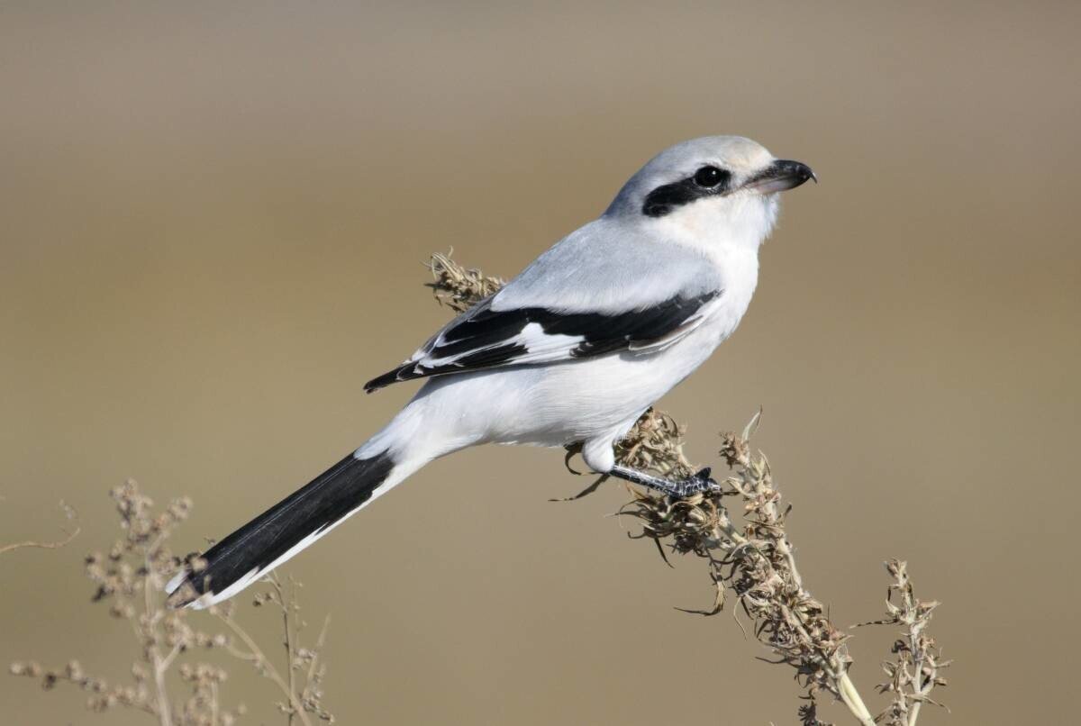 Яндекс картинки