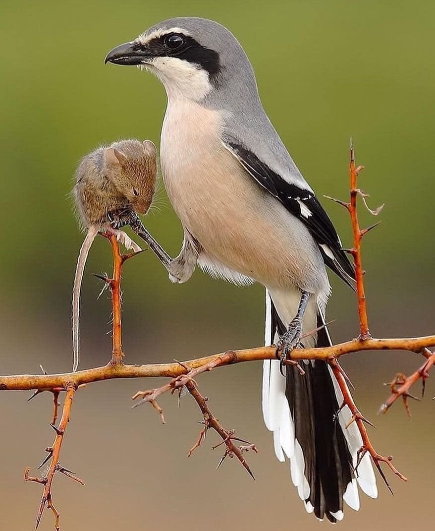 Яндекс картинки