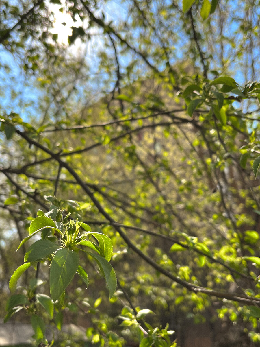 Останется только построить дом и родить сына :)