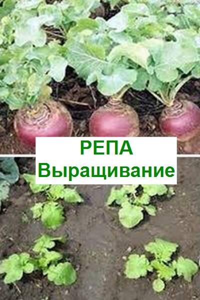 выращивание репы