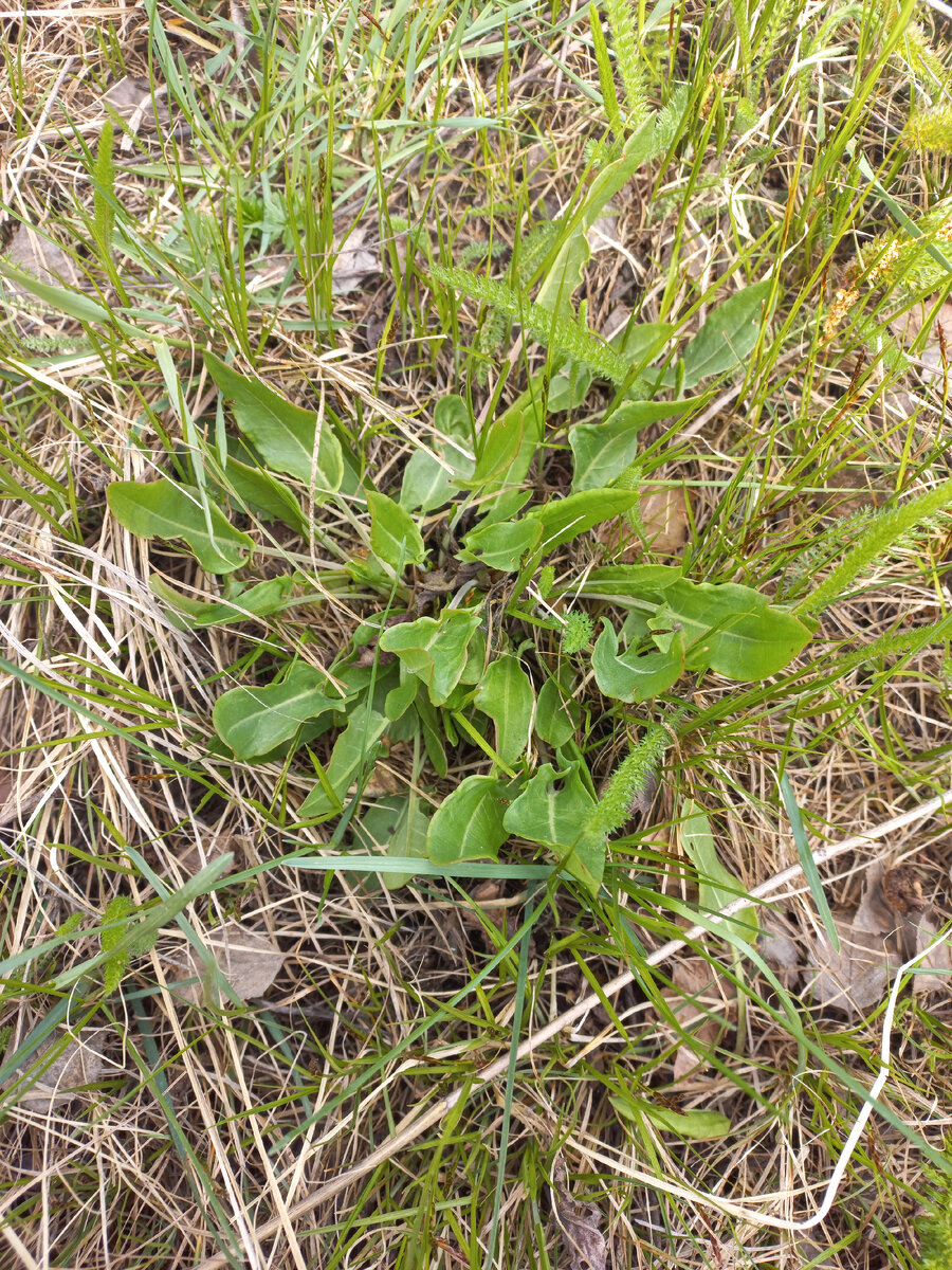 На фото щавель из Курганской области, село Мансурово 