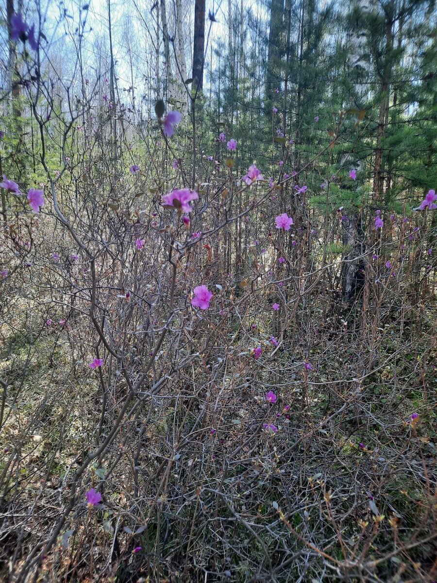 Фото автора. Заросли багульника в лесу