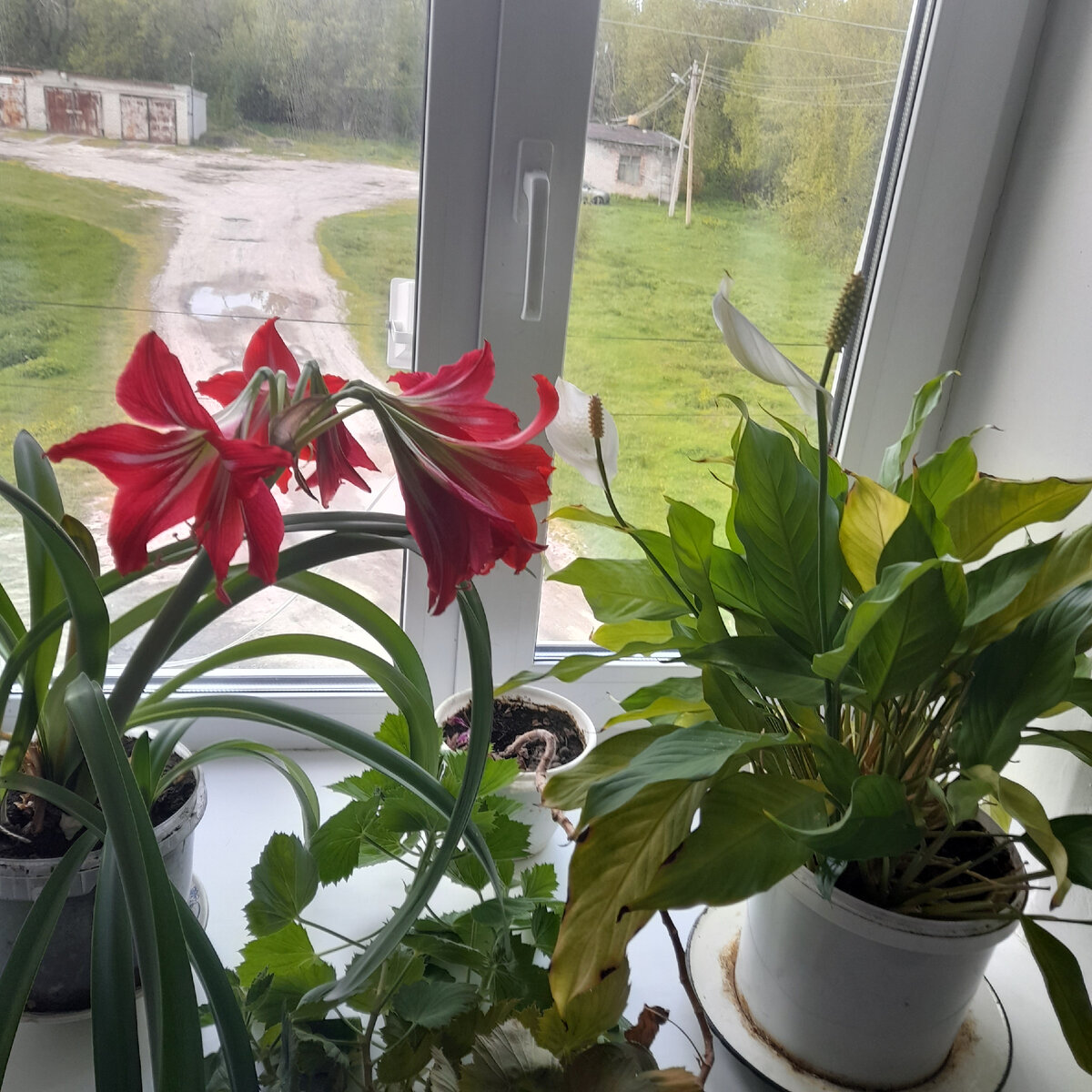 Для красоты.Окно на работе.