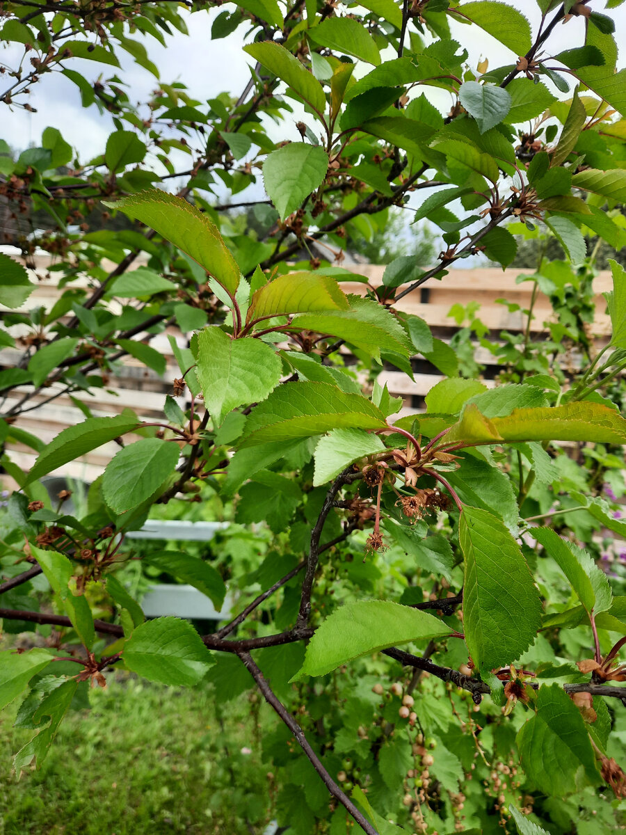 май 2024, заморозки погубили цветы на вишне, но остались молодые свежие листья - идеальное сырье для чая