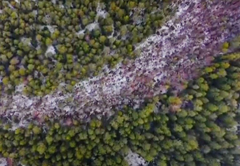 Полоса мёртвого леса.
Источник фото: https://sun9-17.userapi.com/impg/uzOPg5Z5uUgsRb8gAjQtEA6dnd-v4M2txiAlqw/LJUdC2Om7VE.jpg?size=800x533&quality=96&sign=8caf871bf821108c6f5ef286a88bd04e&c_uniq_tag=8VuBLvIprDOdu7LycBt34sfaQOhqi3pMNakzTl5Rd5o&type=album