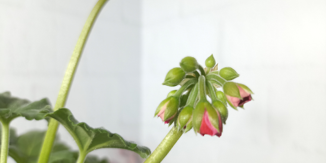 Как готовлю пеларгонии к цветению - и большую, и маленькие