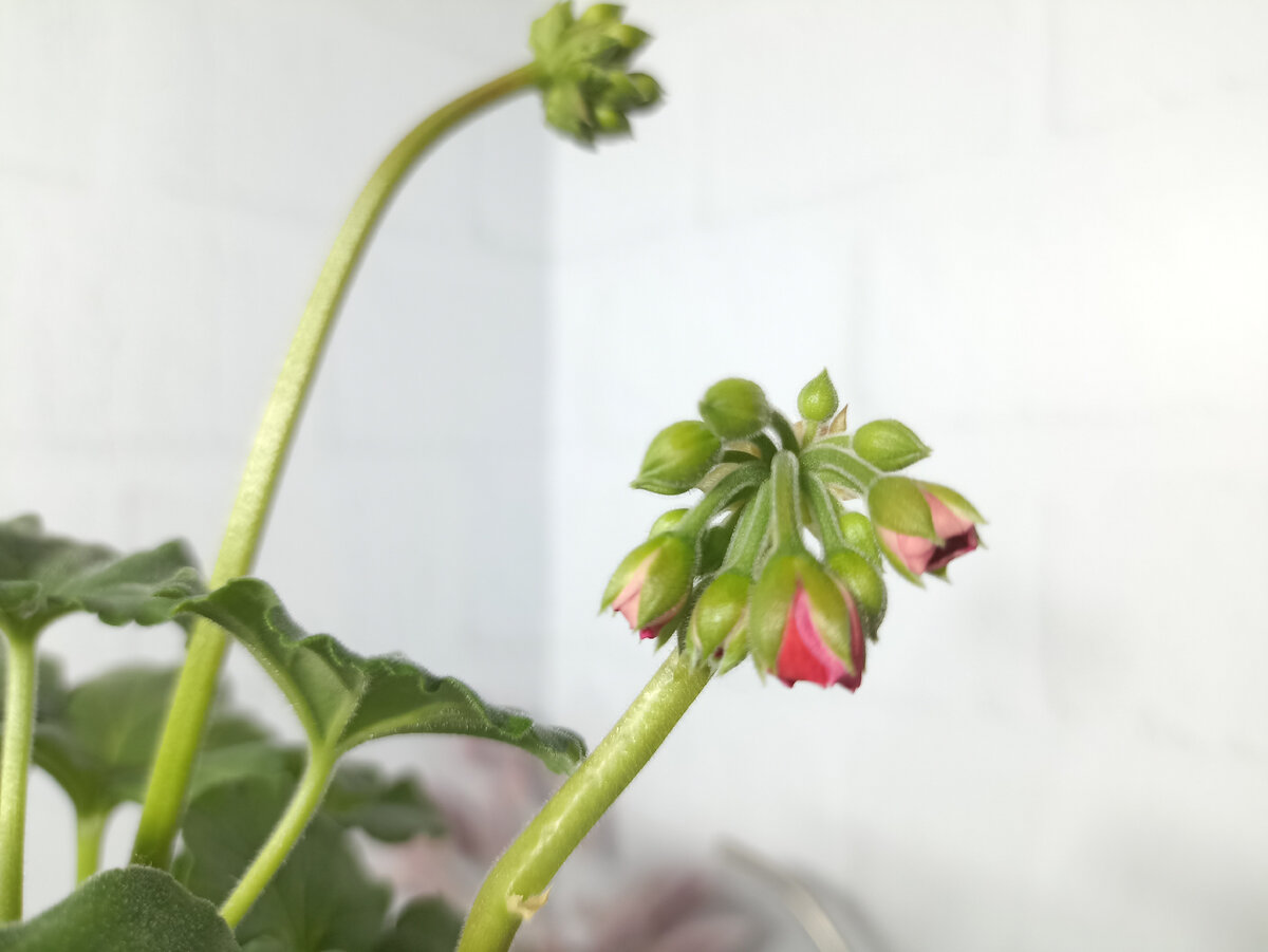 ����� �������� �������� ���������� 'Toscana Tammo': 13 ���