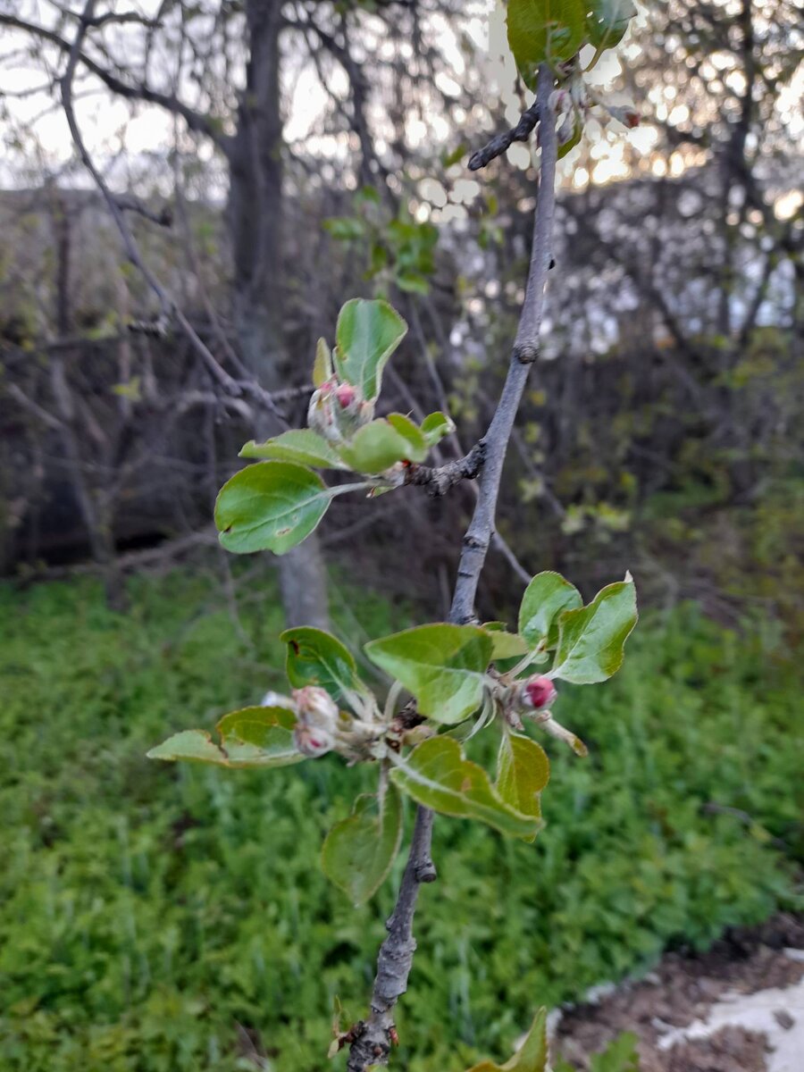 Бутоны на яблони