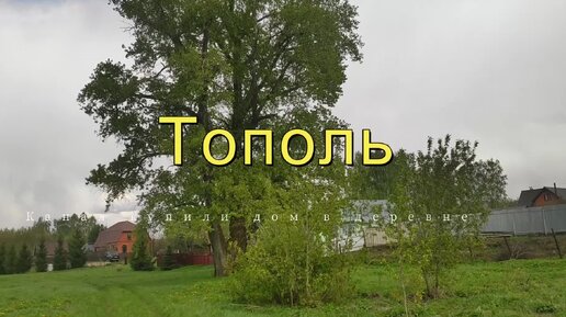 Тополь