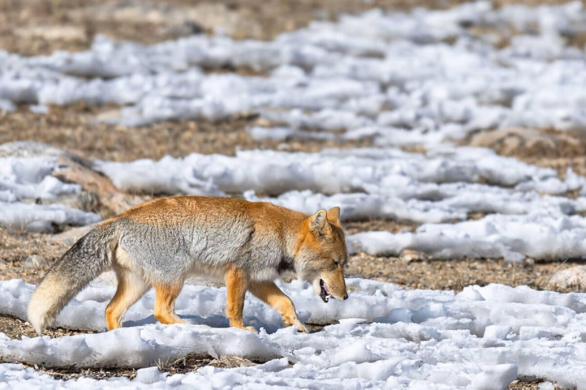 Тибетская лисица — самая малая в роду настоящих лисиц.