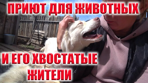 СОБАЧУЛИ, КОШКИ И ПТИЧКИ!! ПРИЮТ ДЛЯ БЕЗДОМНЫХ ЖИВОТНЫХ!!