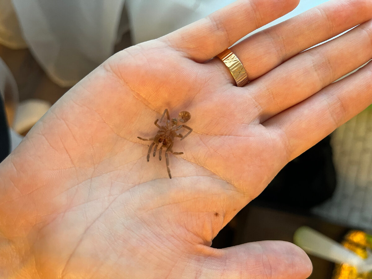 Прощай шкура!