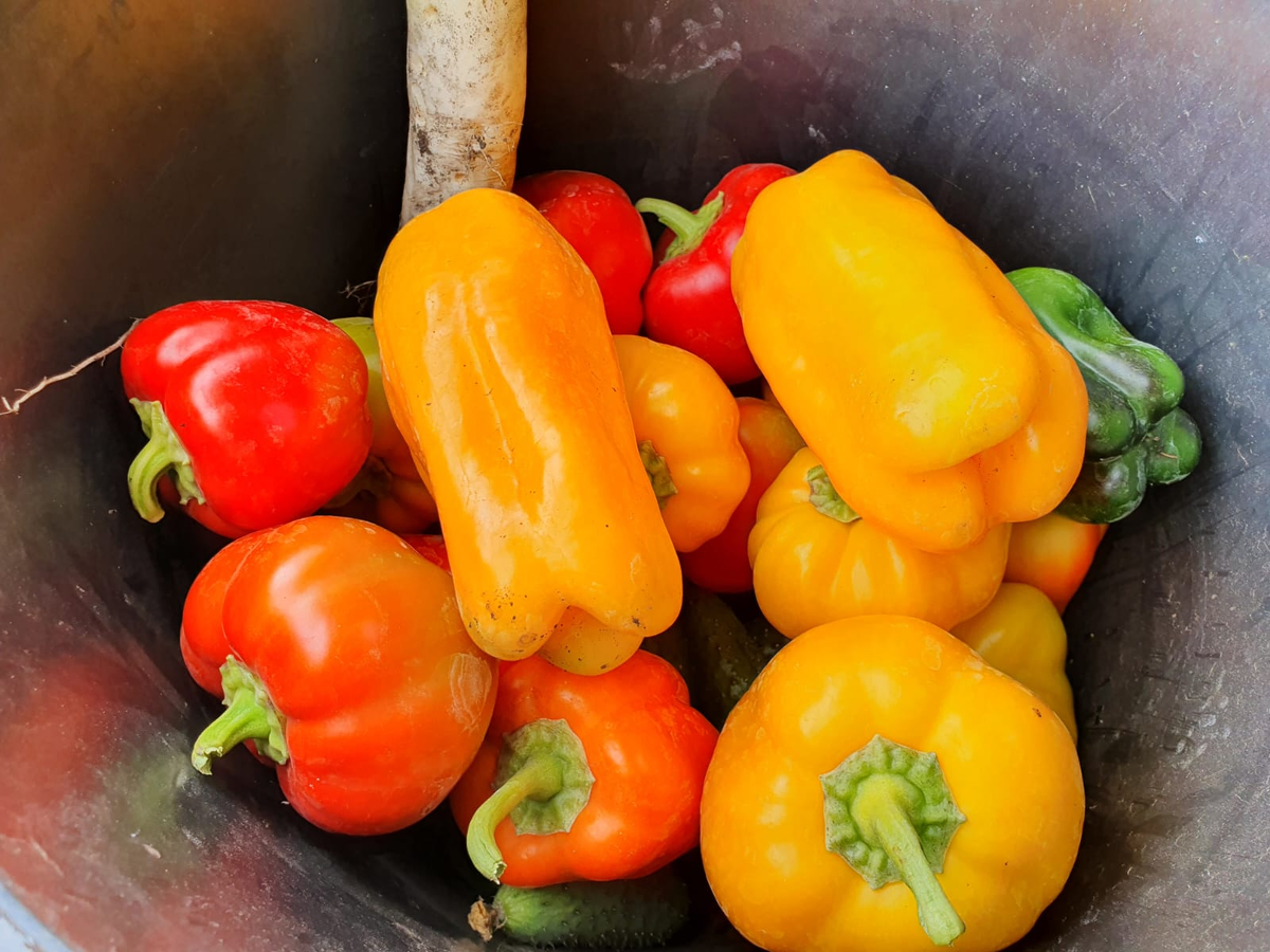 Урожай с прошлого года