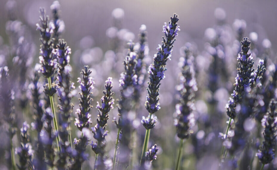    Лаванда отпугнет незваных кошек. Фото: Aleksey Smyshlyaev/Global Look Press