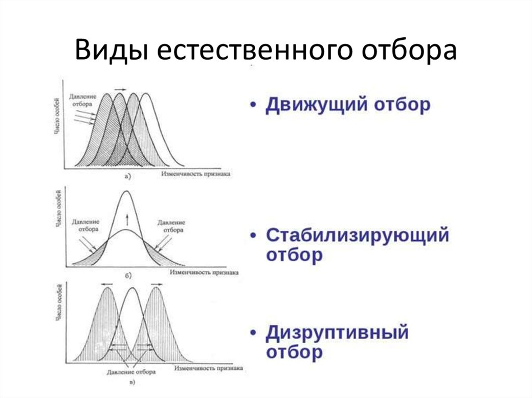 Движущая форма естественного отбора график. Графики естественного отбора. График стабилизирующей формы отбора. Естественный отбор схема. Движущий отбор стабилизирующий отбор дизруптивный отбор таблица.