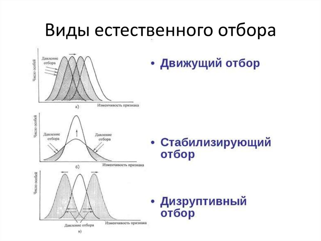 Сочетание процессов эволюции и инволюции