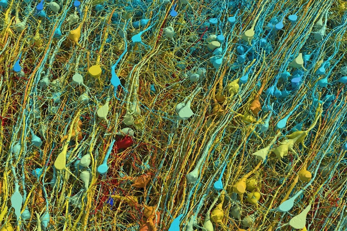     Нейробиологи получили изображение одного кубического миллиметра мозга с точностью до каждой клетки
