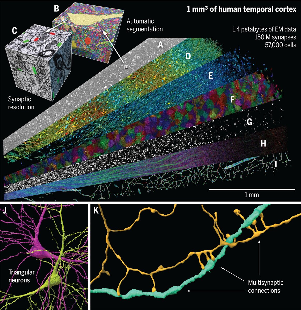    Один кубический миллиметр человеческого мозга, включая нейропиль (A) и его сегментацию (B) с нанометровым разрешением, аннотированные синапсы (C), возбуждающие нейроны (D), тормозящие нейроны (E), астроциты (F), олигодендроциты (G), миелин (H) и кровеносные сосуды (I). Также были выявлены ранее не признанный класс нейронов (J) и мультисинаптические связи (K).https://www.science.org/doi/10.1126/science.adk4858