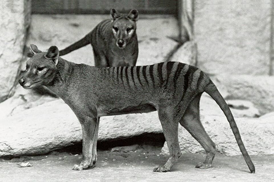 Тасманийский волк. Изображение взято из открытых источников.