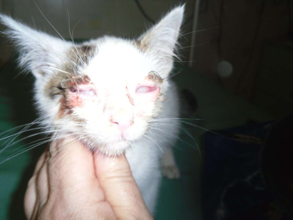 Ласка сразу после операции.