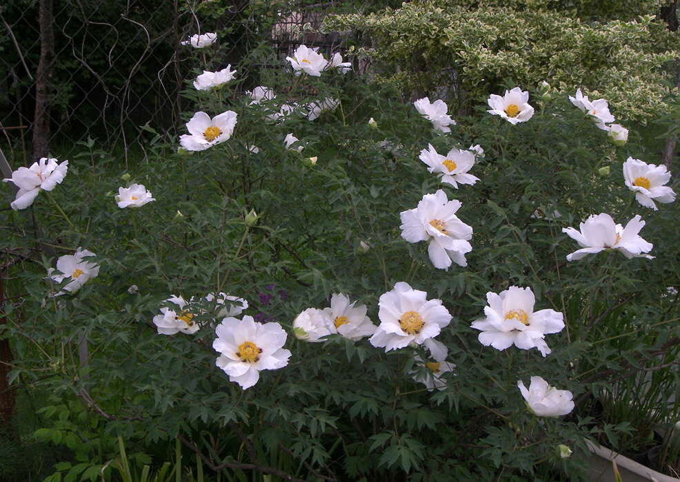 Пион Рока Paeonia Rockii в моем саду 29 апреля 2024.