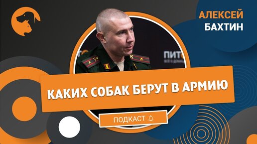 Эксперт рассказал, каких собак берут в армию