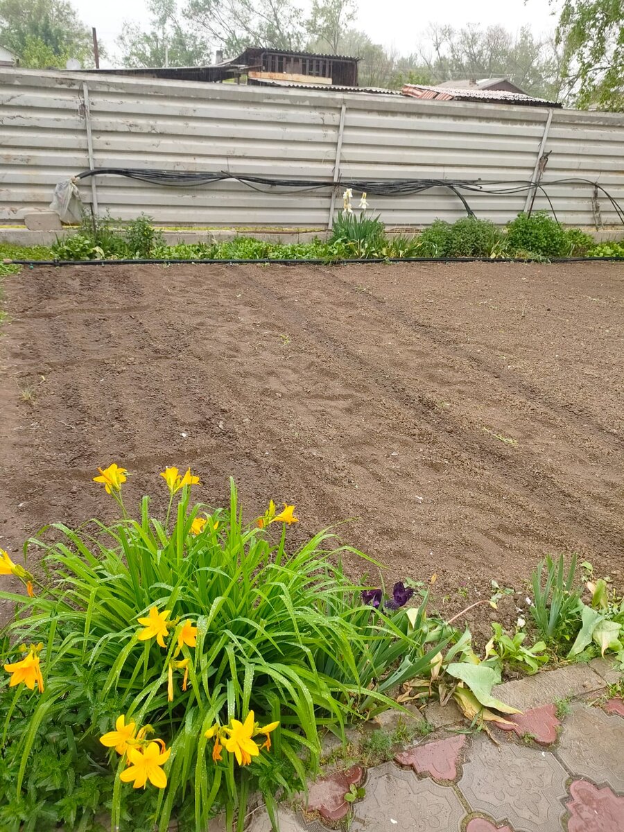 Редис, базилик,  салат, петрушка и помидоры