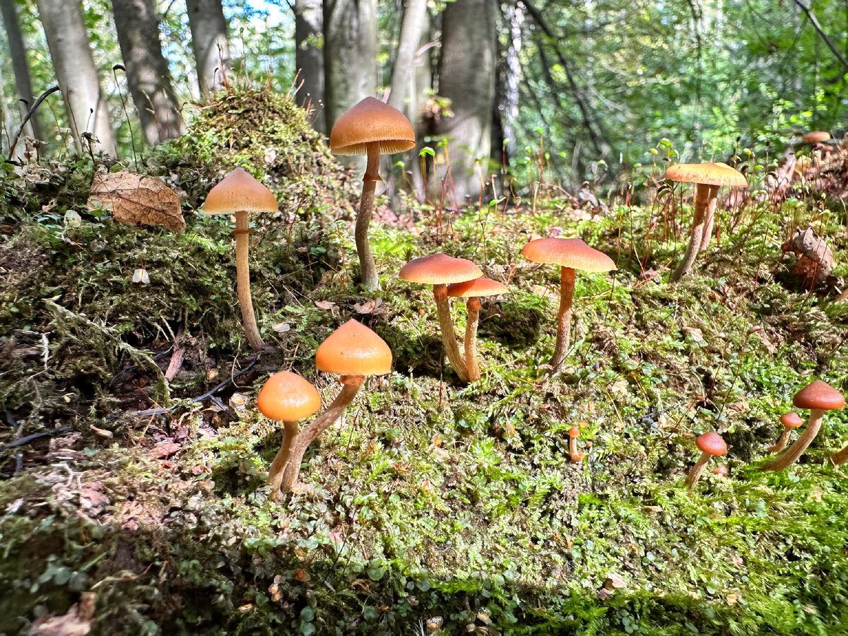 Галерина окаймленная (Galerína margináta)