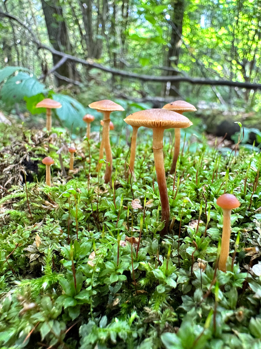 Галерина окаймленная (Galerína margináta)