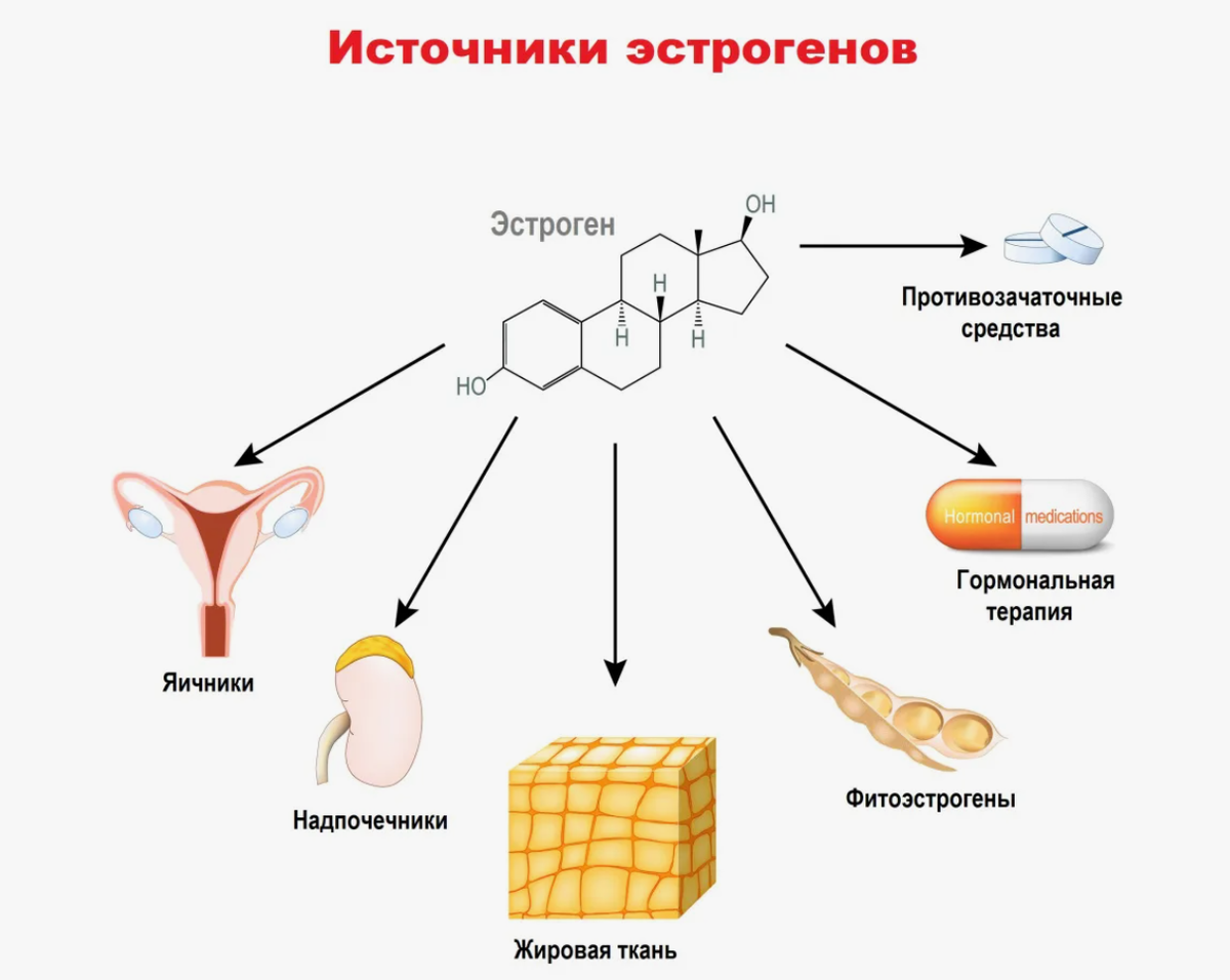 Гормон содержащий. Эстроген гормон. Женские гормоны в организме. Жировая ткань и эстрогены. Эстрогены в продуктах