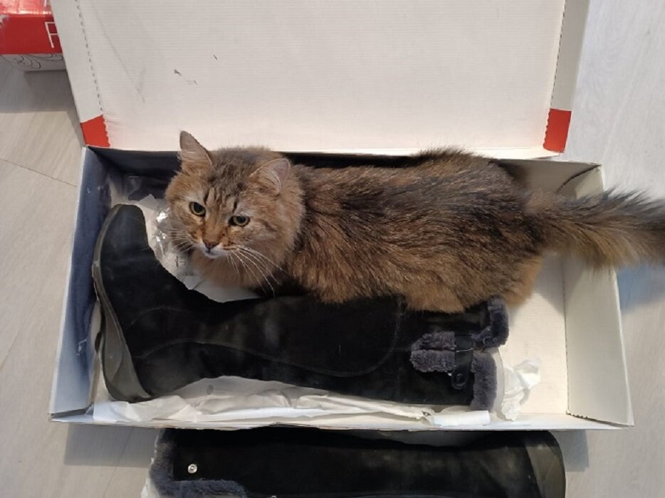 Есть кот в сапогах, а есть кот с сапогом))