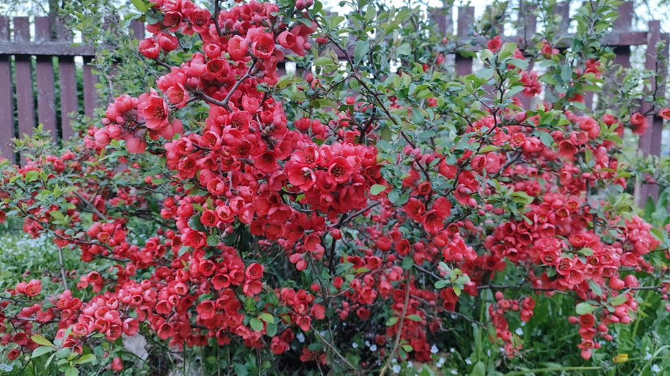 Китайская айва цветет как никогда в этом году. Фото ещё до заморозков.